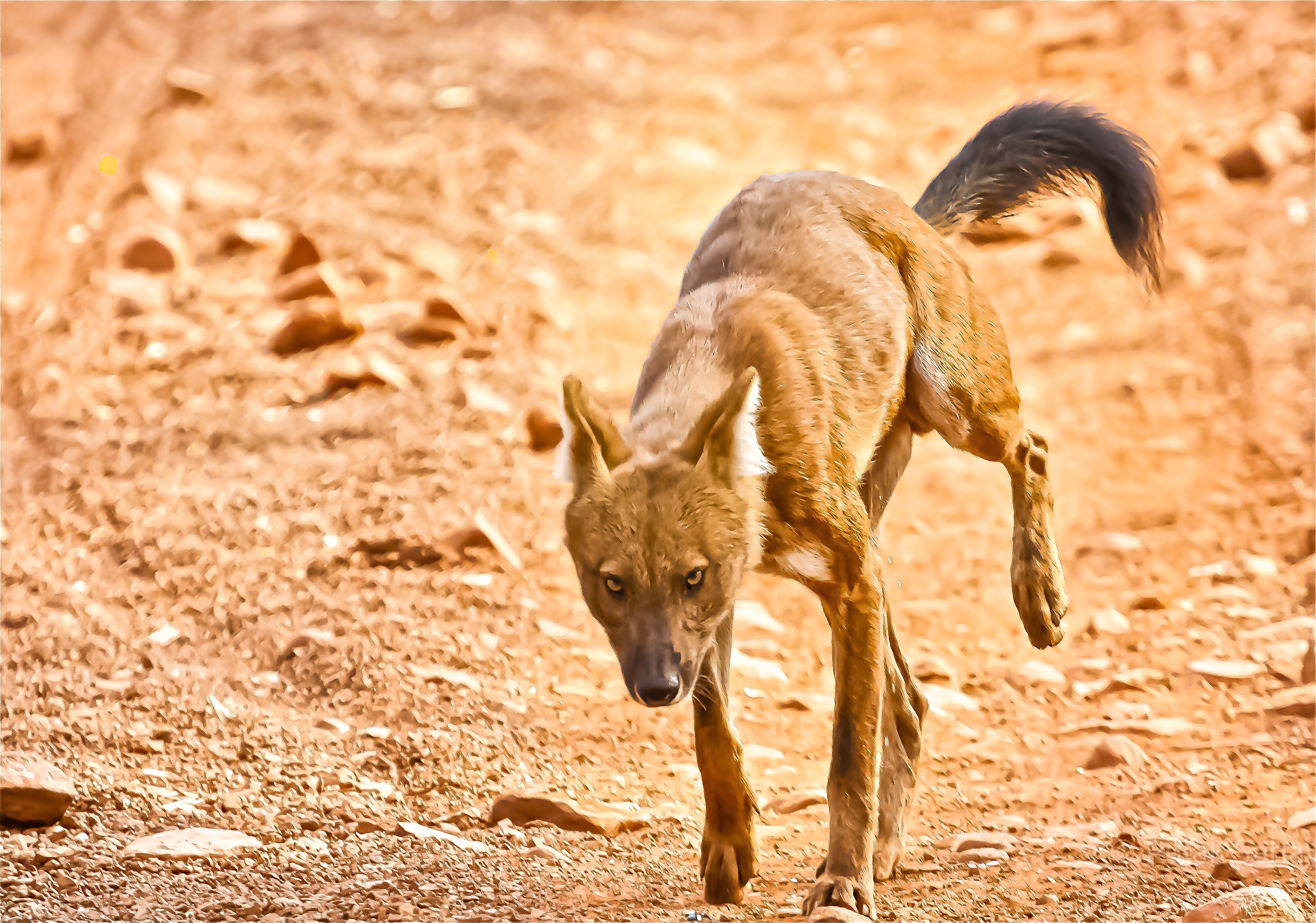 Wild dog on three leg